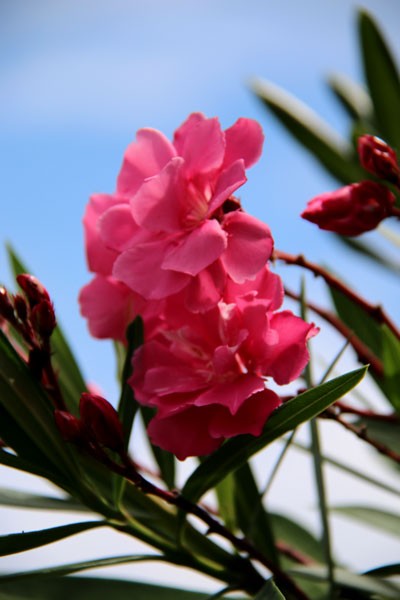 広島原爆の日 花は夾竹桃 きょうちくとう ２０１５ ヒロシマ復興の花 今日の一景 ２８２ 若松区青葉台 花譜の館