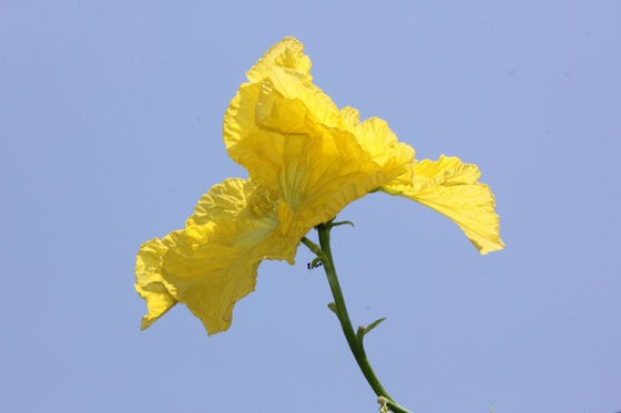 糸瓜 へちま の花 北九州市立白野江植物公園 花譜の館