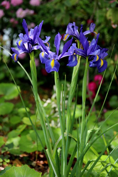 ダッチアイリス ２０１８ 品種は ブルーダイヤモンド さわやかな青藍色 Flower Photography By Riw １７１ 福智山ろく花公園 芝生広場 花譜の館
