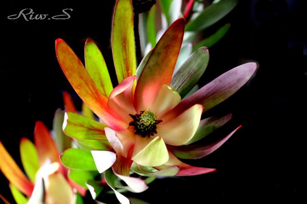 サファリサンセット Safari Sunset 南アフリカ原産の リューカデンドロン Leucadendron 属 の人気品種 Flower Photography By Riw ４２７ 花譜の館