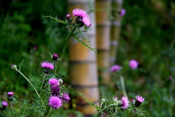 野薊 のあざみ ２０１６ 花の谷にて 渡りの蝶 浅葱斑 あさぎまだら １頭を目撃 ５ ２２ 北九州市立白野江植物公園 花譜の館