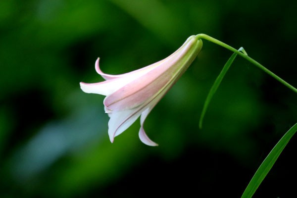 今日の花・夏・・笹百合(ささゆり)2018・・愛すべき日本の固有種