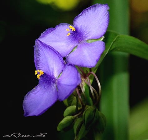 紫露草(むらさきつゆくさ)属・・早朝、茎先に集合する紫色の三弁花を咲かせる・・品種は`スイート・ケイト'・・Flower photography by  Riw №_４２５・・福智山ろく花公園 : 花譜の館