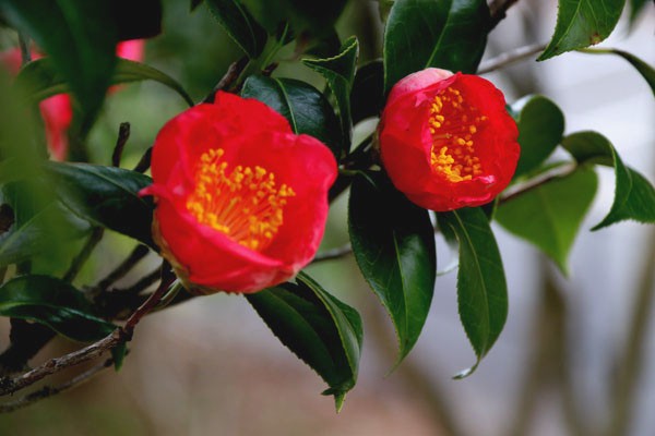 椿・・紅妙蓮寺(べにみょうれんじ) こと 妙蓮寺椿(みょうれんじつばき