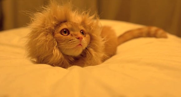 超絶かわいい猫ライオン デザインアイデアのヒント インスピレーションの泉