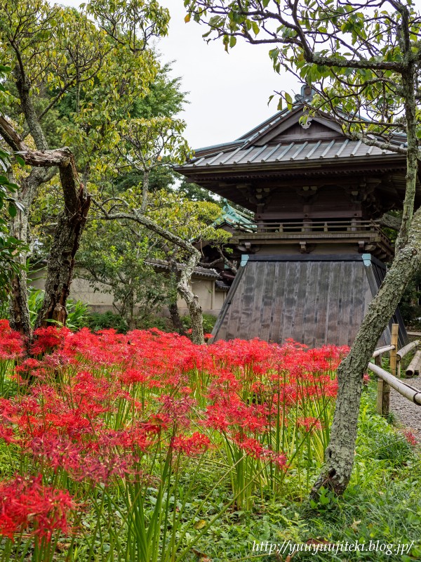 鎌倉 英勝寺の彼岸花 ２０１７年９月２４日 悠々自適生活