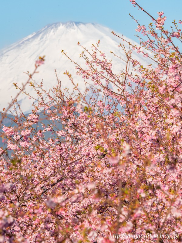 松田町 松田山の河津桜と富士山 ２０１８年３月２日 悠々自適生活