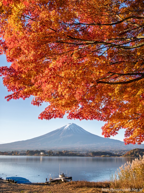 富士山麓の紅葉（河口湖～西湖～朝霧高原～田貫湖～精進湖）：2025