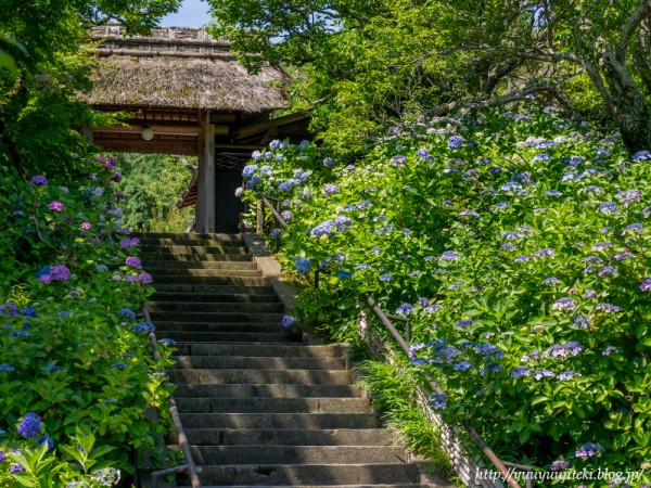 鎌倉 東慶寺の紫陽花 ２０２０年６月２０日 悠々自適生活