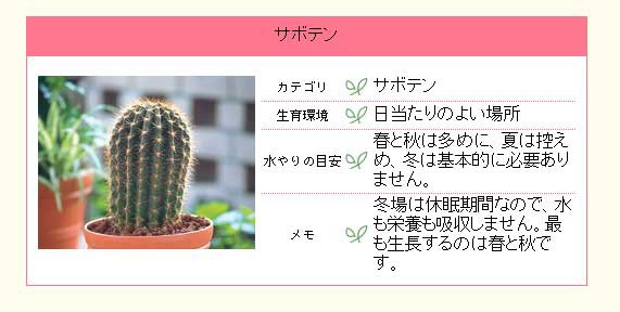 管 とサボテンダー マイケルサイト ブログ番外変