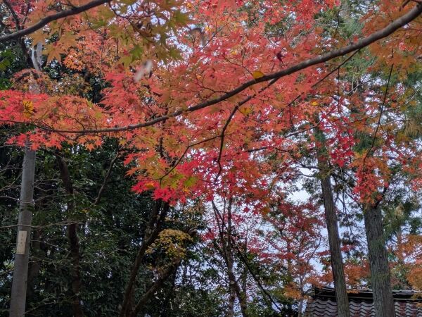 京都の紅葉2025〈4-2〉蓮華寺 : 街と酒場をめぐる冒険 − Enjoy life