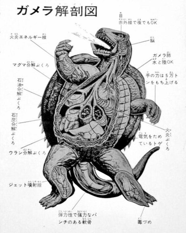 ポケモン 解剖図