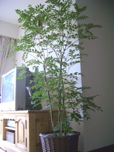 観葉植物 シマトネリコ ココチよい暮らし エコノミーでエコロジーなシンプルライフを目指すブログ