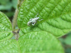 枝豆に害虫発生 ろんぴの簡単節約日記