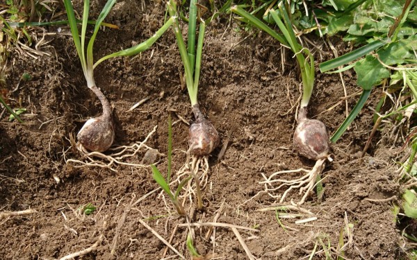 彼岸花球根植えつけ 六方たんぼのコウノトリ便り