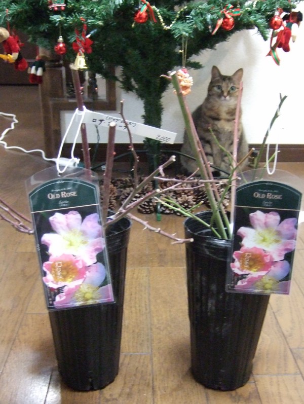 本日 ロサ カニナの苗が２本到着 Rosa Canina