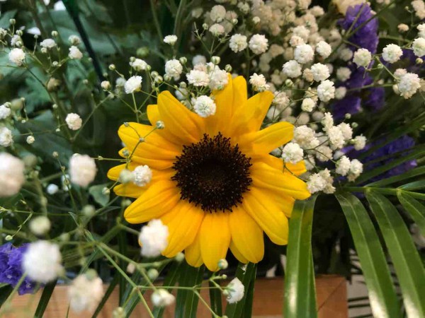 ひまわり かすみ草 写真 花 花言葉 Rose悠雅