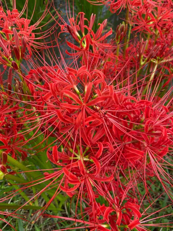 彼岸花 ヒガンバナ 赤 おはようございます お彼岸が近づいてますね 写真 花 Rose悠雅