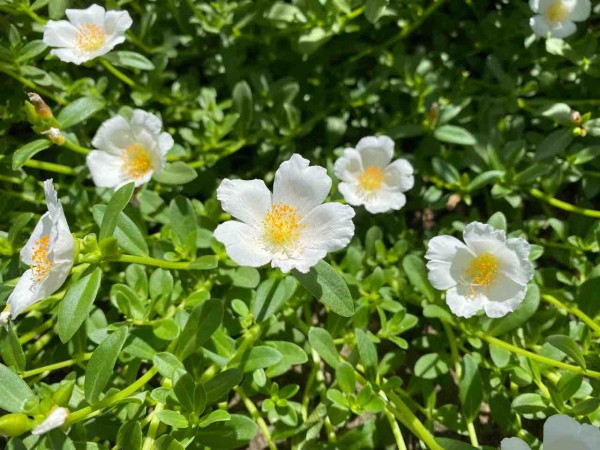 白い可愛い花 名前はわかりませんが素敵です おはようございます 8月12日 写真 花 Rose悠雅