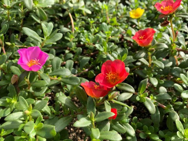 散歩道 ポーチュラカ 写真 花 花言葉 Rose悠雅 散歩道 ポーチュラカ 写真 花 花言葉 Rose悠雅