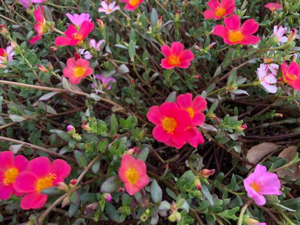 散歩道 ポーチュラカ 写真 花 花言葉 Rose悠雅