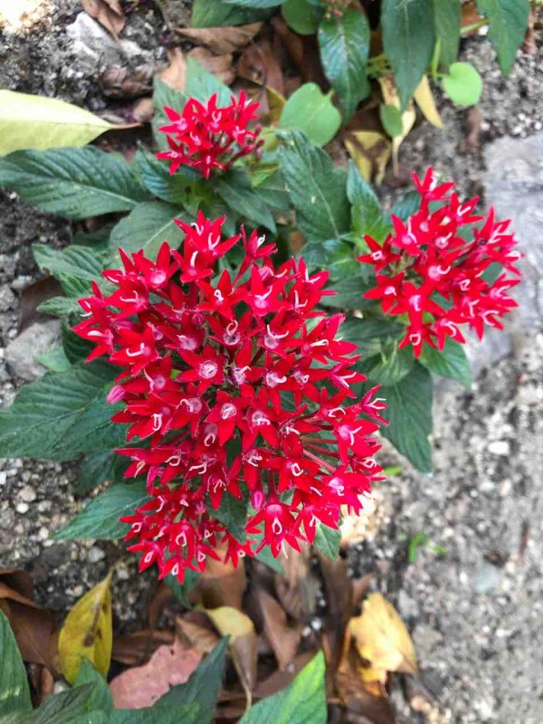 散歩道 ペンタス 写真 花 花言葉 Rose悠雅