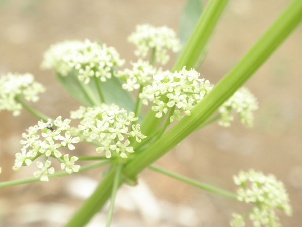 セロリの花 このゆびと まれ
