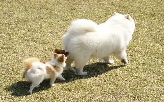 そっくりな後姿 犬のペットシッターに向けて