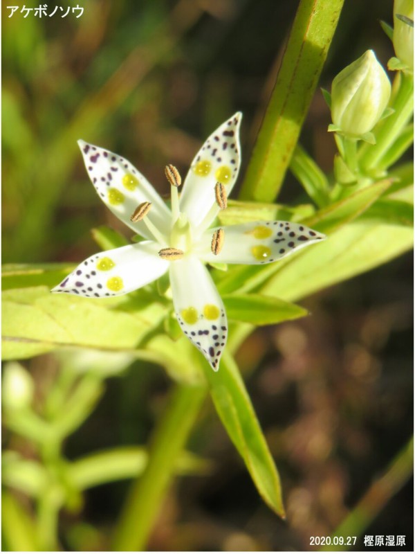 新・動植物歳時記 新・動植物歳時記