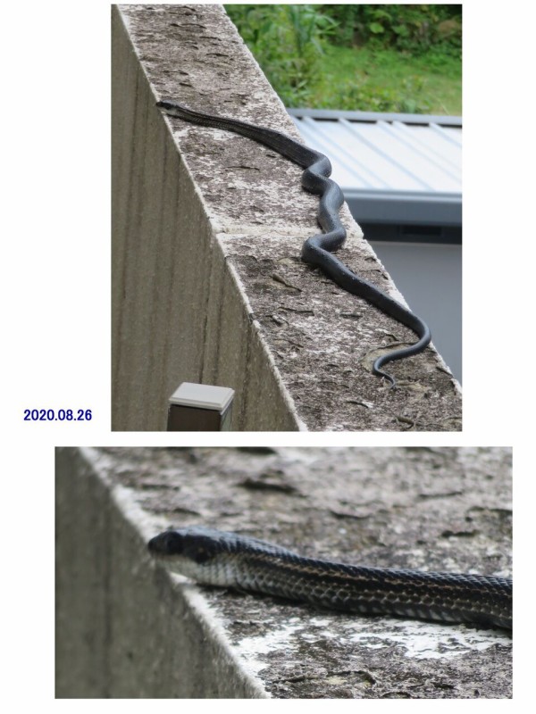 ≪新・旬の風 114 ≫ シマヘビ 黒化型（カラスヘビ） Ⅱ : 山川