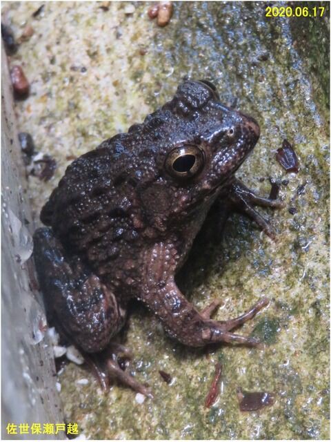 新 瞬の風 243 ヌマガエル 山川草木 動物 歳時記