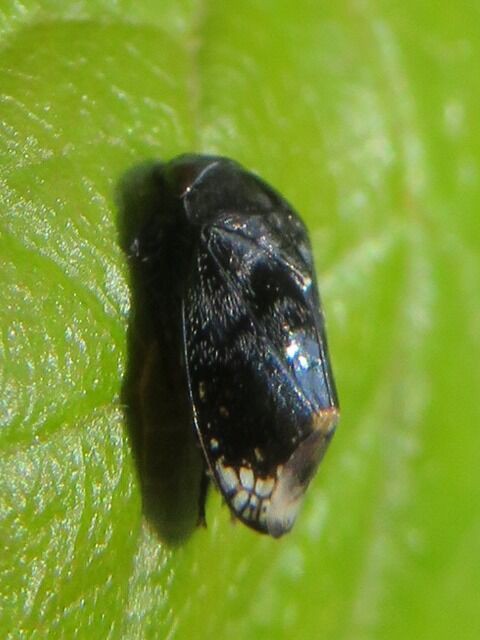 ≪ 新・旬の風 241 ≫ クロヒラタヨコバイ : 山川草木・動物 歳時記 Ⅱ