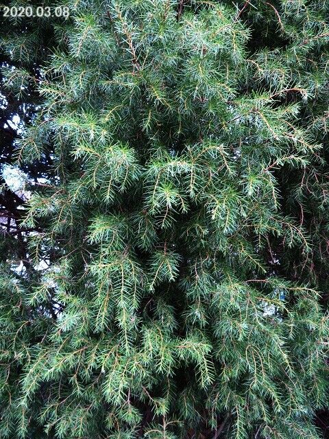 5144) ネズ(ネズミサシ) [もしくはレバノンスギ] : 山川草木・動物