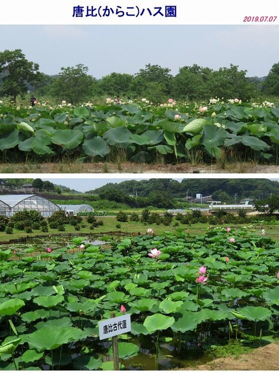花歳時記大百科