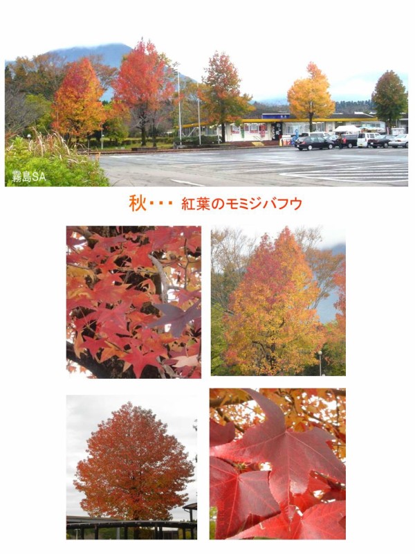 モミジバフウ　アメリカフウ　8株まとめ モミジバフウ アメリカフウ 8株まとめ フウとモミジバフウ 果実