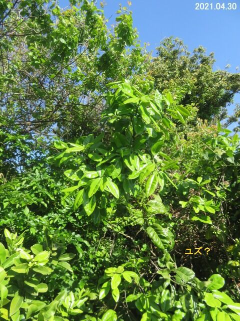 バンペイユ様 晩白柚（バンペイユ） : M's Factory