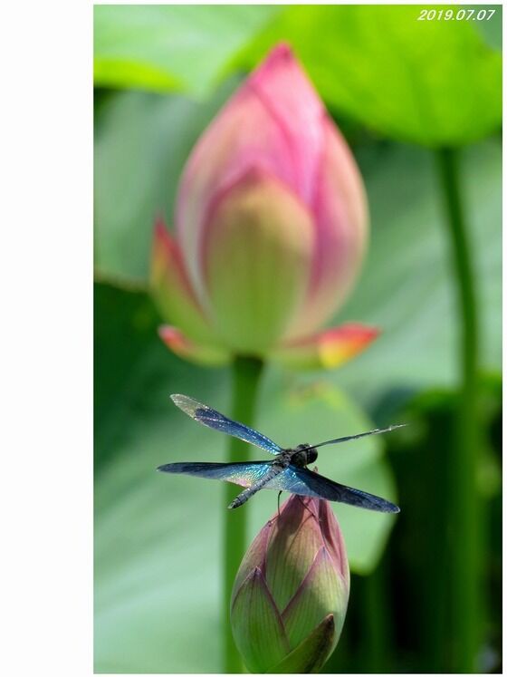 ≪旬の風 925≫ チョウトンボ Ⅱ : 山川草木・動物 歳時記 Ⅱ