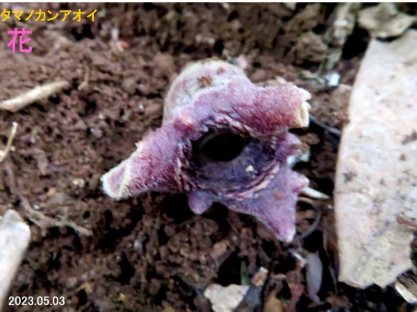 5711) カンアオイ・タマノカンアオイ : 山川草木・動物 歳時記 Ⅱ