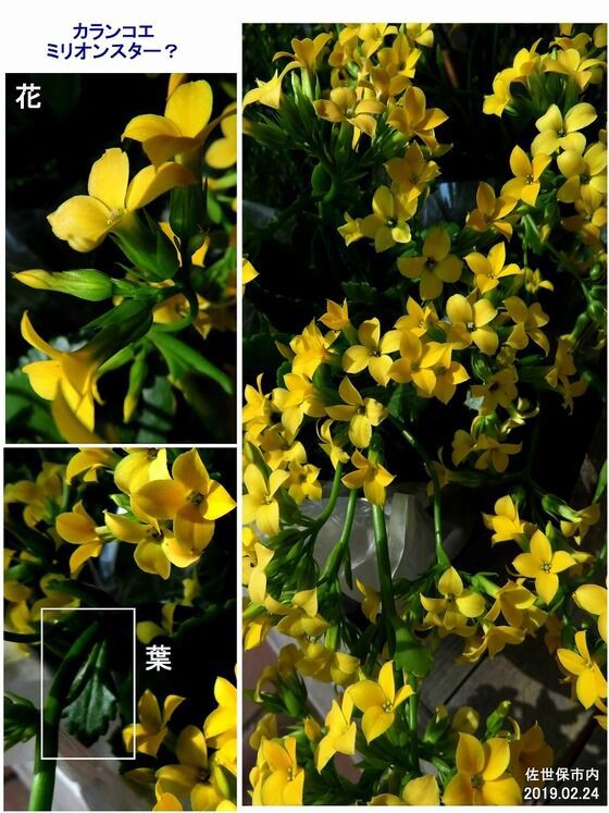 カランコエ 黄色の花 カランコエ（黄花） - 新・ぼちぼち植物などを