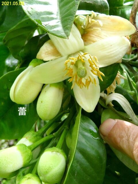 5330) バンペイユ [晩白柚] Ⅱ : 山川草木・動物 歳時記 Ⅱ