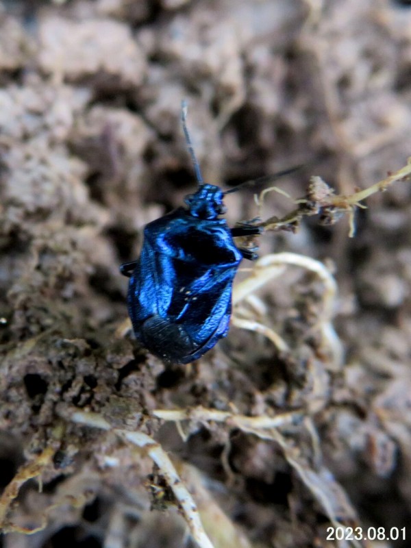 ≪新・旬の風 1442≫ シロヘリクチブトカメムシ : 山川草木・動物