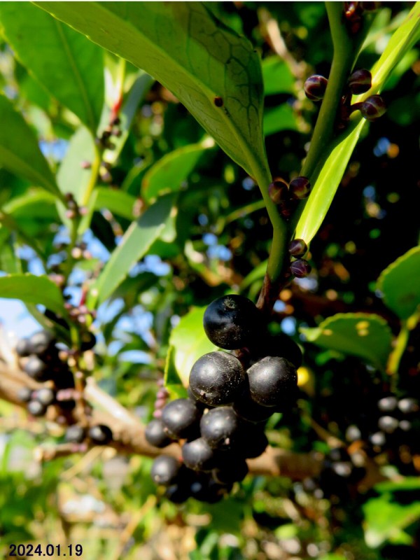 5820) ヒサカキ Ⅴ : 山川草木・動物 歳時記 Ⅱ