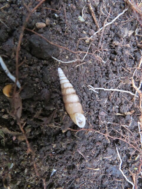 旬の風 998 キセルガイの一種 山川草木 動物 歳時記