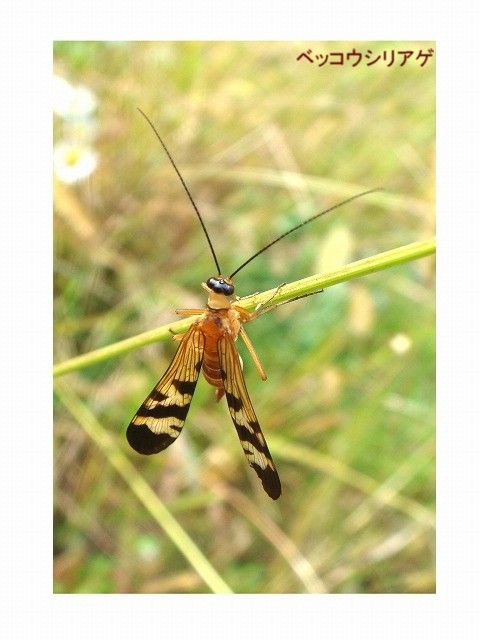 新 瞬の風 107 ベッコウバチ 山川草木 動物 歳時記