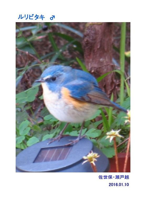 ≪新・旬の風 202 ≫ ルリビタキ ♂ 冬羽 : 山川草木・動物 歳時記 Ⅱ