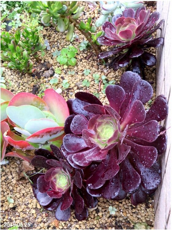 5560) カシミアバイオレット（アエオニウム属） : 山川草木・動物