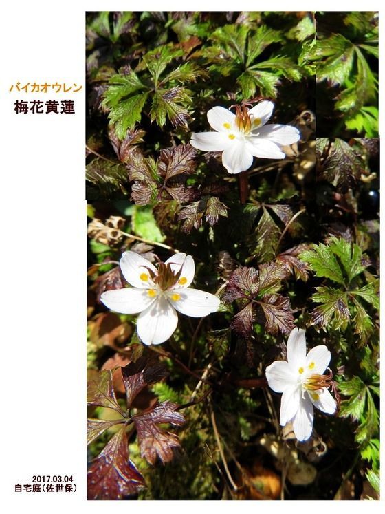 特別篇 NHK 朝ドラ「らんまん」に出て来た野草花 ① : 山川草木・動物