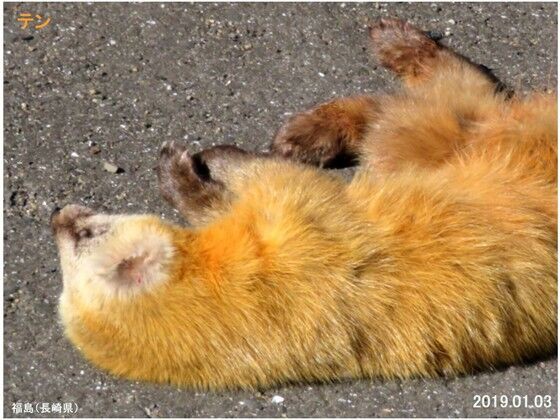 草木と小さな動物 ≪旬の風 851≫ テン （ホンドテン） : 山川草木・動物 歳時記 Ⅱ