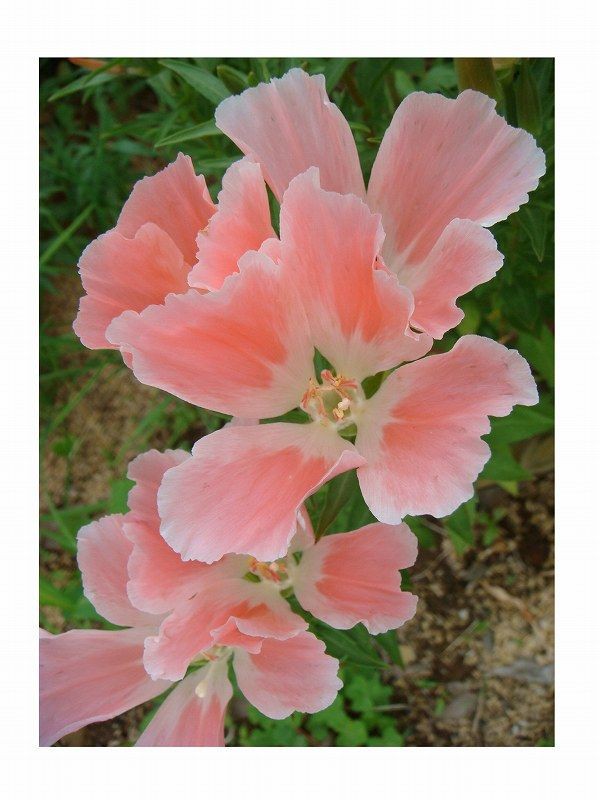 ゴデチア 別名 イロマツヨイグサ 色待宵草 タイリンマツヨイグサ 過去の 山野草図鑑歳時記 の アーカイブ