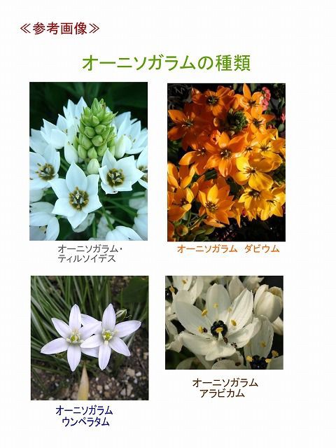 オオアマナ 別名 オーニソガラム ティルソイデス 過去の 山野草図鑑歳時記 の アーカイブ オオアマナ 別名 オーニソガラム ティルソイデス 過去の 山野草図鑑歳時記 の アーカイブ
